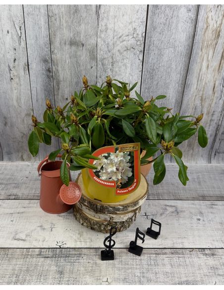 'Polonez Chopina' - różanecznik wielkokwiatowy
Rhododendron hybridum 'Polonez Chopina'
(R. aureum x 'Tomasz Wojciech')