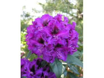 'Purple Splendour' - różanecznik wielkokwiatowy
Rhododendron hybridum 'Purple Splendour'