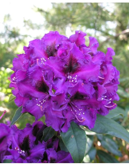 'Purple Splendour' - różanecznik wielkokwiatowy
Rhododendron hybridum 'Purple Splendour'