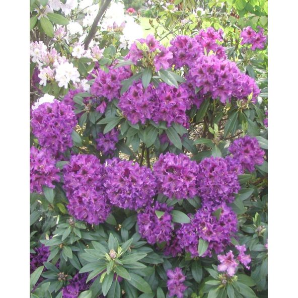 'Purple Splendour' - różanecznik wielkokwiatowy
Rhododendron hybridum 'Purple Splendour'