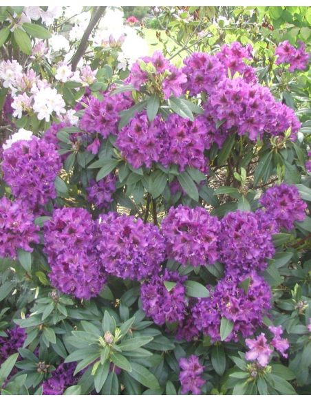 'Purple Splendour' - różanecznik wielkokwiatowy
Rhododendron hybridum 'Purple Splendour'