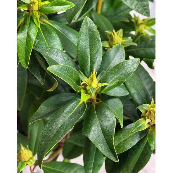 'Purple Splendour' - różanecznik wielkokwiatowy
Rhododendron hybridum 'Purple Splendour'