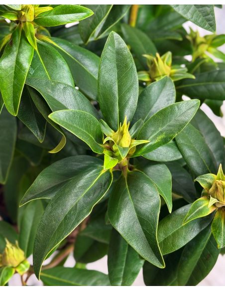 'Purple Splendour' - różanecznik wielkokwiatowy
Rhododendron hybridum 'Purple Splendour'