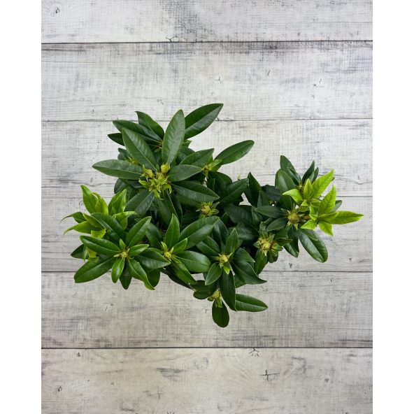 'Purple Splendour' - różanecznik wielkokwiatowy
Rhododendron hybridum 'Purple Splendour'