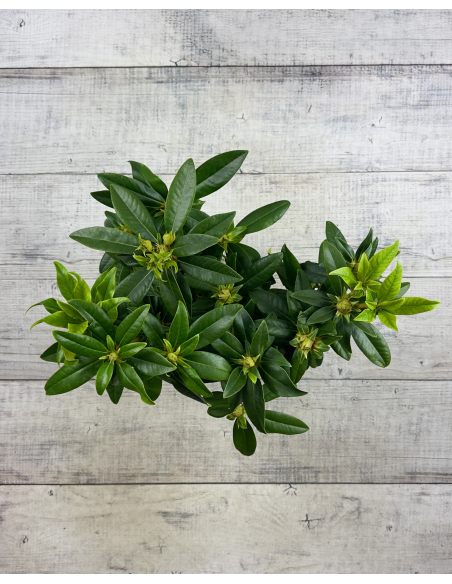 'Purple Splendour' - różanecznik wielkokwiatowy
Rhododendron hybridum 'Purple Splendour'