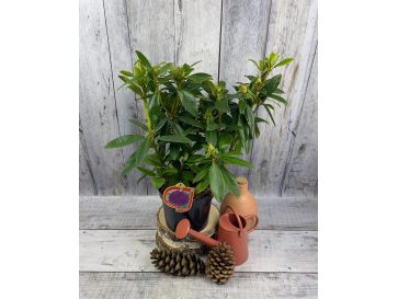 'Purple Splendour' - różanecznik wielkokwiatowy
Rhododendron hybridum 'Purple Splendour' 2