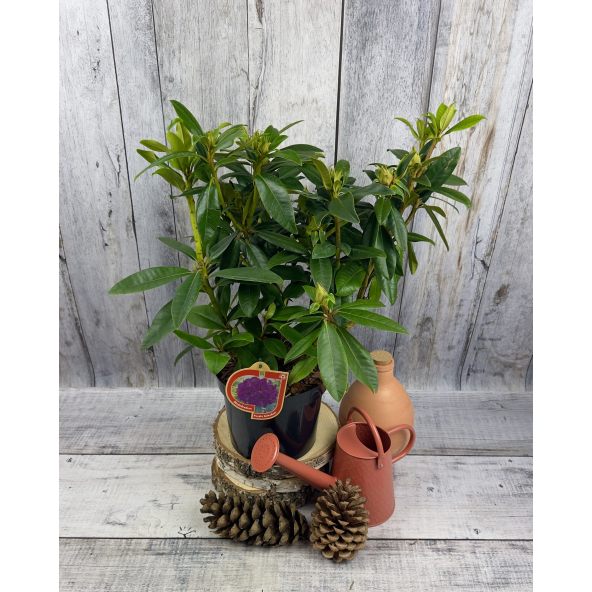 'Purple Splendour' - różanecznik wielkokwiatowy
Rhododendron hybridum 'Purple Splendour'