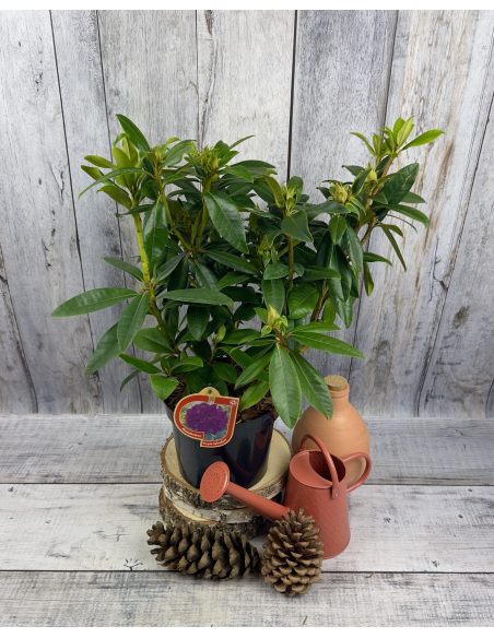 'Purple Splendour' - różanecznik wielkokwiatowy
Rhododendron hybridum 'Purple Splendour'