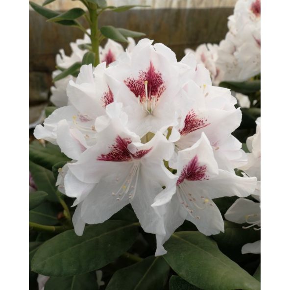 'Schneeauge' - różanecznik wielkokwiatowy
Rhododendron hybridum 'Schneeauge'