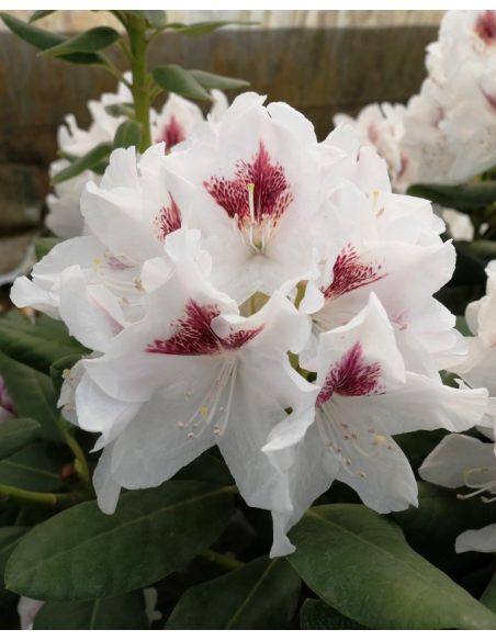 'Schneeauge' - różanecznik wielkokwiatowy
Rhododendron hybridum 'Schneeauge'