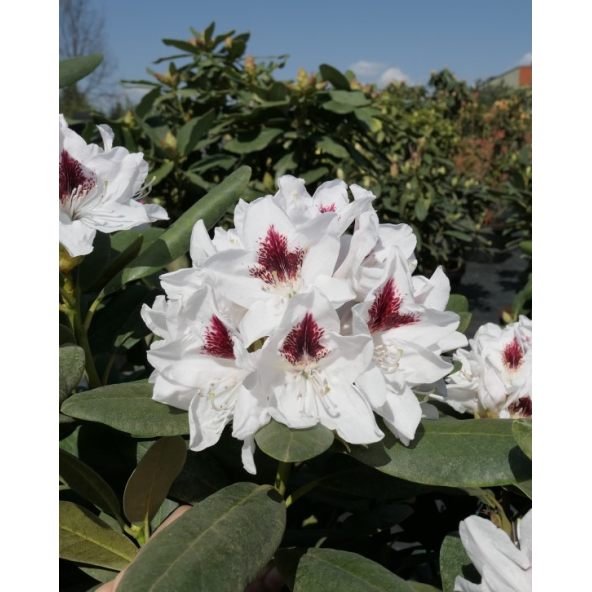 'Schneeauge' - różanecznik wielkokwiatowy
Rhododendron hybridum 'Schneeauge'