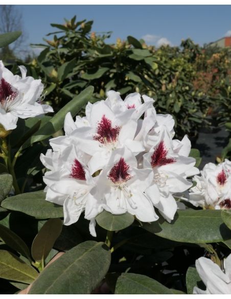 'Schneeauge' - różanecznik wielkokwiatowy
Rhododendron hybridum 'Schneeauge'