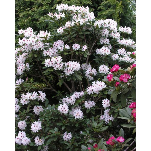 'Schneeauge' - różanecznik wielkokwiatowy
Rhododendron hybridum 'Schneeauge'