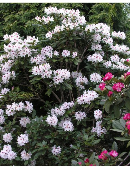 'Schneeauge' - różanecznik wielkokwiatowy
Rhododendron hybridum 'Schneeauge'