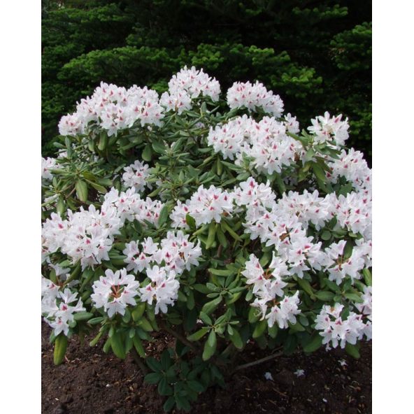 'Schneeauge' - różanecznik wielkokwiatowy
Rhododendron hybridum 'Schneeauge'