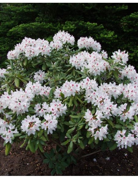 'Schneeauge' - różanecznik wielkokwiatowy
Rhododendron hybridum 'Schneeauge'