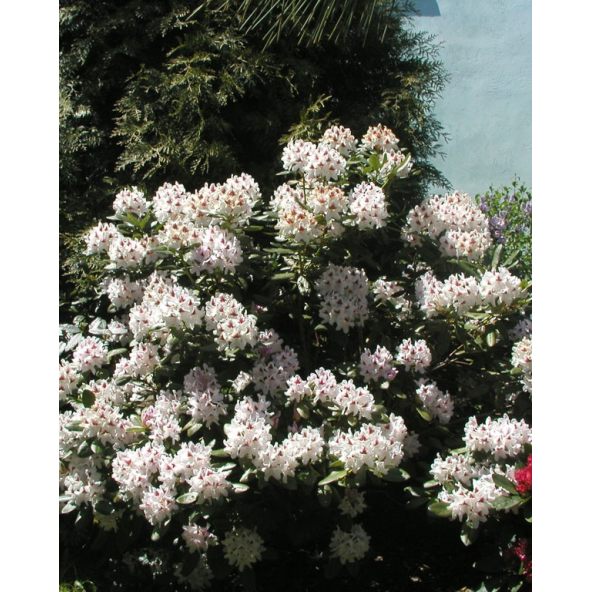 'Schneeauge' - różanecznik wielkokwiatowy
Rhododendron hybridum 'Schneeauge'