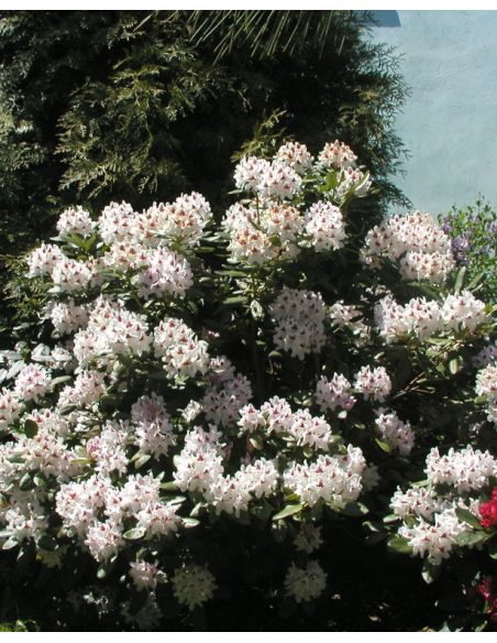 'Schneeauge' - różanecznik wielkokwiatowy
Rhododendron hybridum 'Schneeauge'