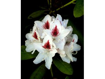 'Schneeauge' - różanecznik wielkokwiatowy
Rhododendron hybridum 'Schneeauge'