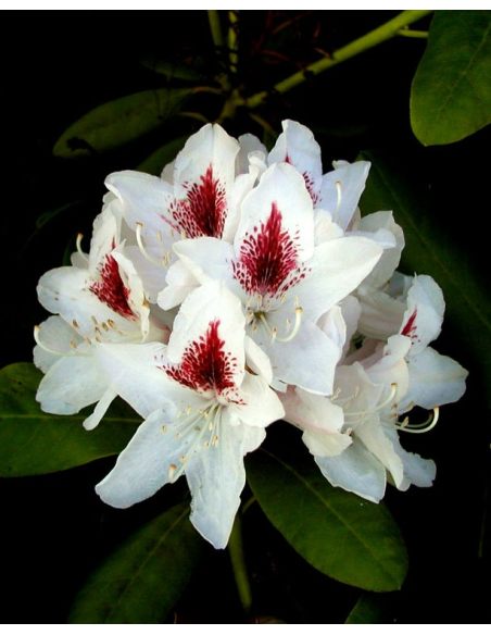 'Schneeauge' - różanecznik wielkokwiatowy
Rhododendron hybridum 'Schneeauge'