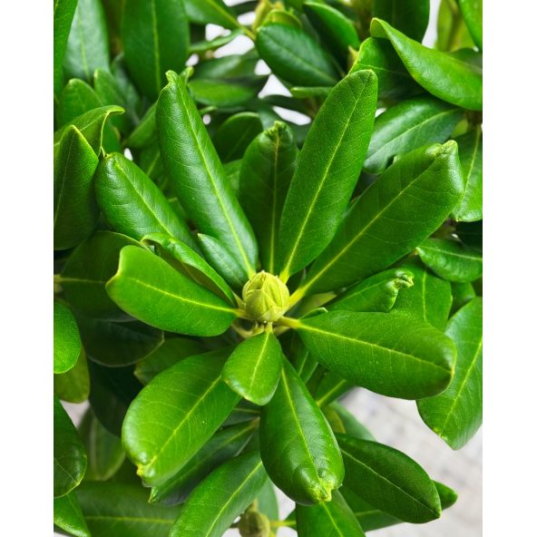 'Schneeauge' - różanecznik wielkokwiatowy
Rhododendron hybridum 'Schneeauge'