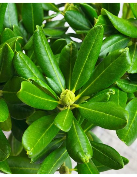 'Schneeauge' - różanecznik wielkokwiatowy
Rhododendron hybridum 'Schneeauge'