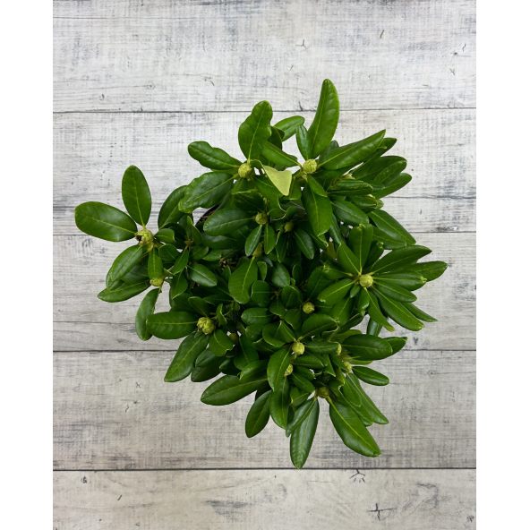 'Schneeauge' - różanecznik wielkokwiatowy
Rhododendron hybridum 'Schneeauge'