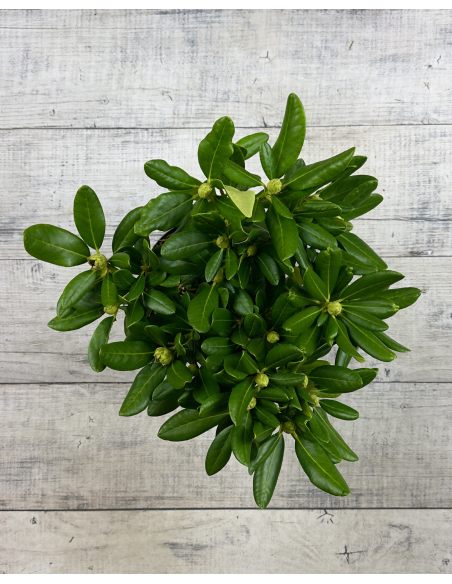 'Schneeauge' - różanecznik wielkokwiatowy
Rhododendron hybridum 'Schneeauge'