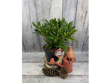 'Schneeauge' - różanecznik wielkokwiatowy
Rhododendron hybridum 'Schneeauge' 2