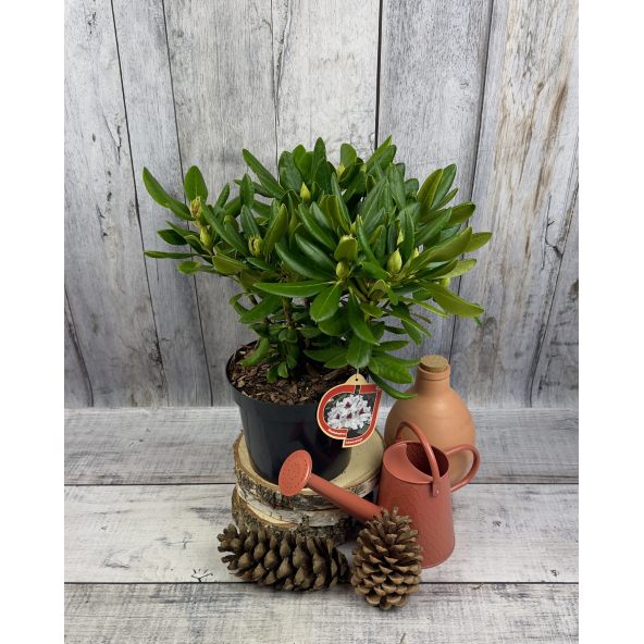 'Schneeauge' - różanecznik wielkokwiatowy
Rhododendron hybridum 'Schneeauge'