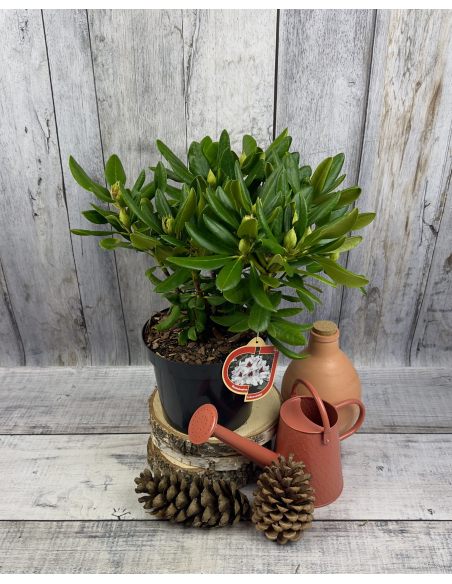 'Schneeauge' - różanecznik wielkokwiatowy
Rhododendron hybridum 'Schneeauge'