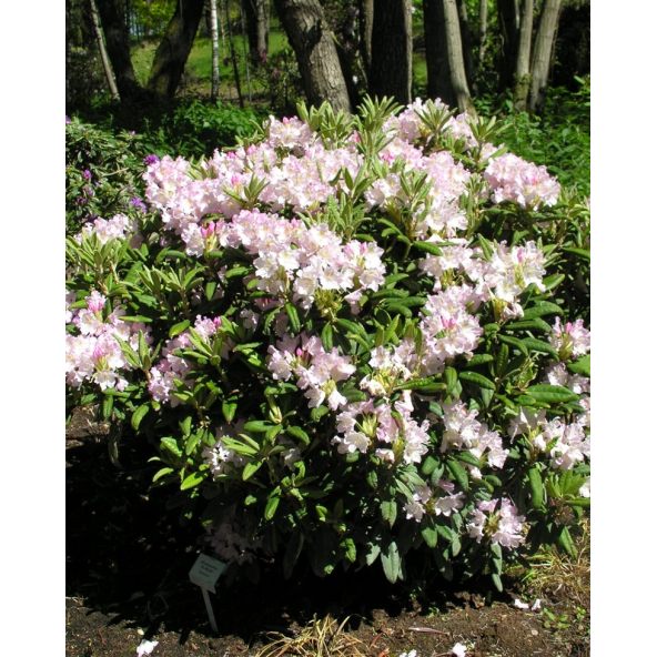 'St. Michel' (Mikkeli) - różanecznik wielkokwiatowy
Rhododendron hybridum 'St. Michel' (Mikkeli)