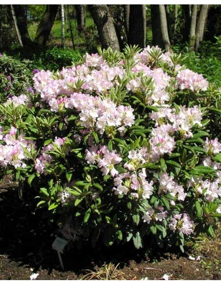 'St. Michel' (Mikkeli) - różanecznik wielkokwiatowy
Rhododendron hybridum 'St. Michel' (Mikkeli)