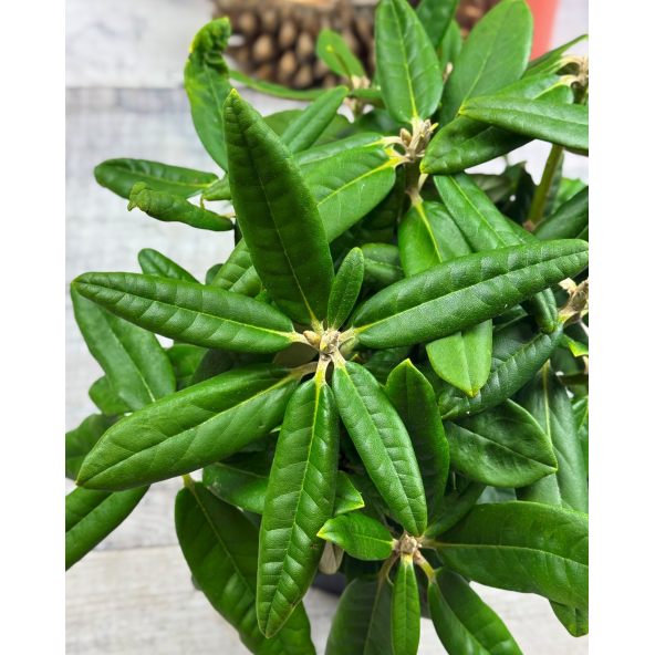 'St. Michel' (Mikkeli) - różanecznik wielkokwiatowy
Rhododendron hybridum 'St. Michel' (Mikkeli)