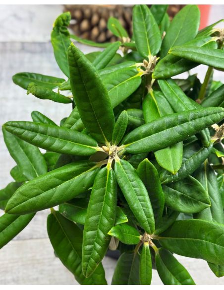 'St. Michel' (Mikkeli) - różanecznik wielkokwiatowy
Rhododendron hybridum 'St. Michel' (Mikkeli)
