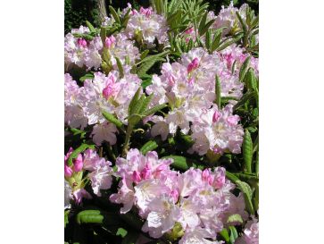 'St. Michel' (Mikkeli) - różanecznik wielkokwiatowy
Rhododendron hybridum 'St. Michel' (Mikkeli)