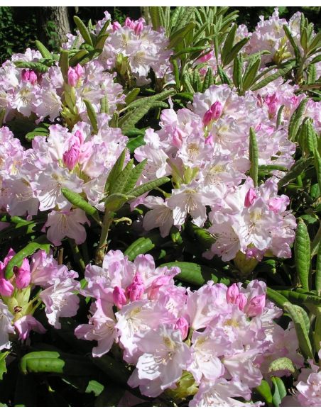 'St. Michel' (Mikkeli) - różanecznik wielkokwiatowy
Rhododendron hybridum 'St. Michel' (Mikkeli)