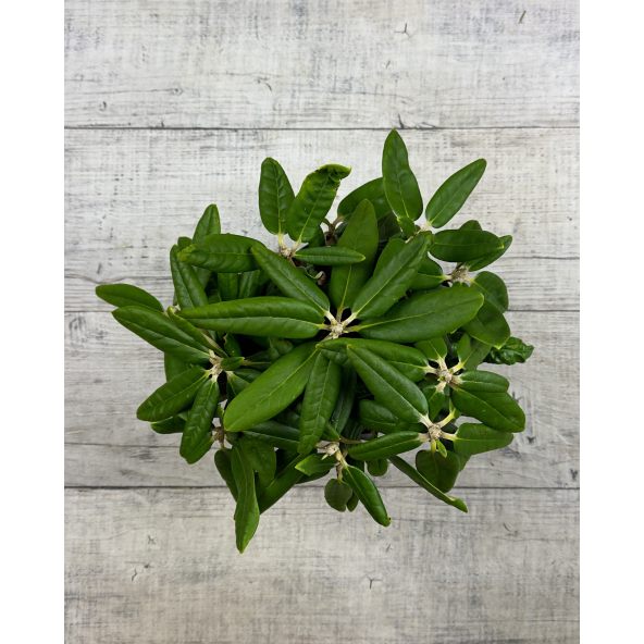 'St. Michel' (Mikkeli) - różanecznik wielkokwiatowy
Rhododendron hybridum 'St. Michel' (Mikkeli)