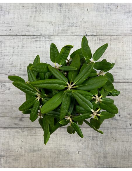 'St. Michel' (Mikkeli) - różanecznik wielkokwiatowy
Rhododendron hybridum 'St. Michel' (Mikkeli)