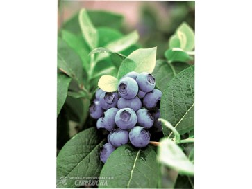 Borówka amerykańska Earliblue