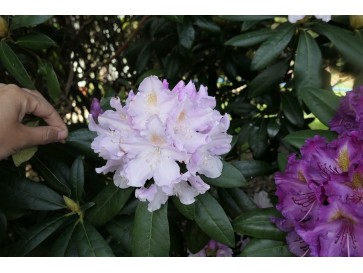 Różanecznik Hoppy 2