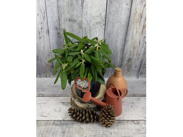 'St. Michel' (Mikkeli) - różanecznik wielkokwiatowy
Rhododendron hybridum 'St. Michel' (Mikkeli) 2