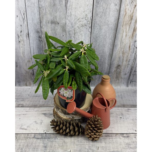 'St. Michel' (Mikkeli) - różanecznik wielkokwiatowy
Rhododendron hybridum 'St. Michel' (Mikkeli)