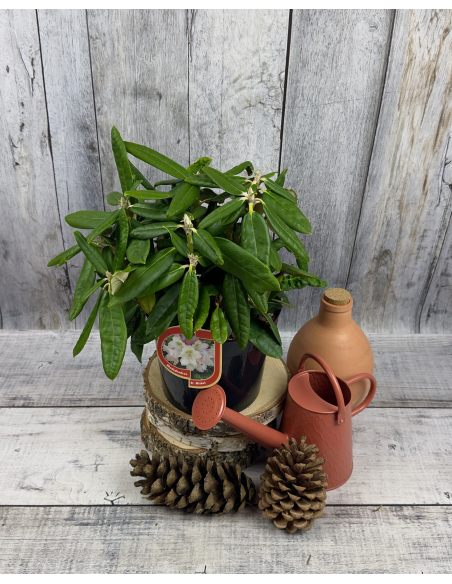 'St. Michel' (Mikkeli) - różanecznik wielkokwiatowy
Rhododendron hybridum 'St. Michel' (Mikkeli)