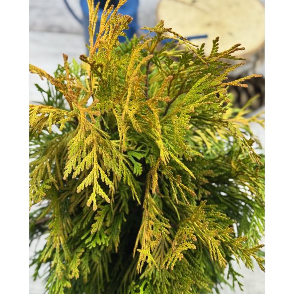 '4ever' GOLDY - żywotnik olbrzymi
Thuja plicata '4ever' GOLDY