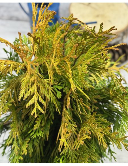 '4ever' GOLDY - żywotnik olbrzymi
Thuja plicata '4ever' GOLDY