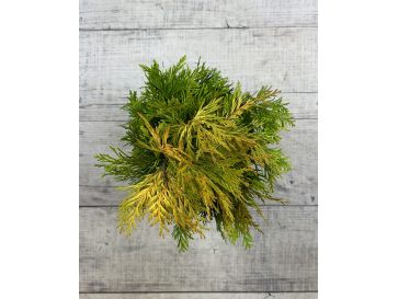 '4ever' GOLDY - żywotnik olbrzymi
Thuja plicata '4ever' GOLDY 2