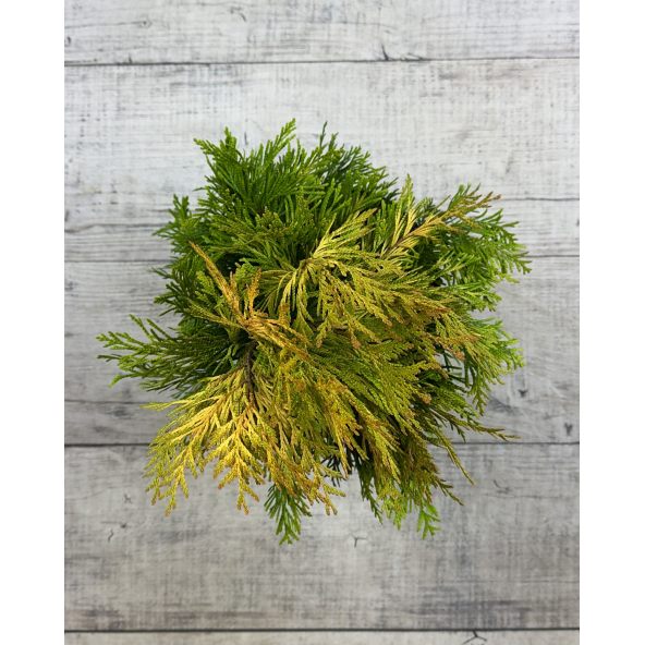 '4ever' GOLDY - żywotnik olbrzymi
Thuja plicata '4ever' GOLDY