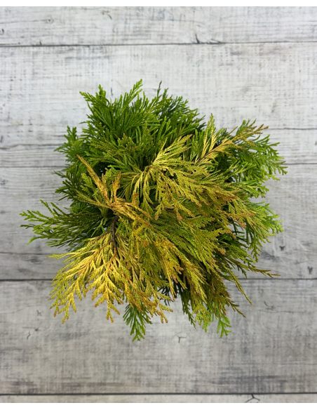 '4ever' GOLDY - żywotnik olbrzymi
Thuja plicata '4ever' GOLDY