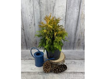 '4ever' GOLDY - żywotnik olbrzymi
Thuja plicata '4ever' GOLDY